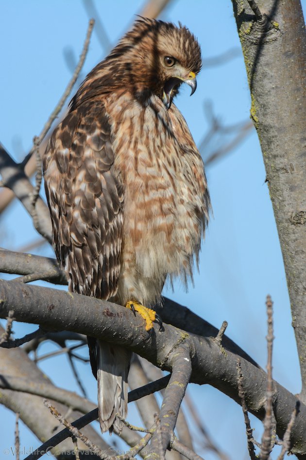 Red-shouldered Hawk