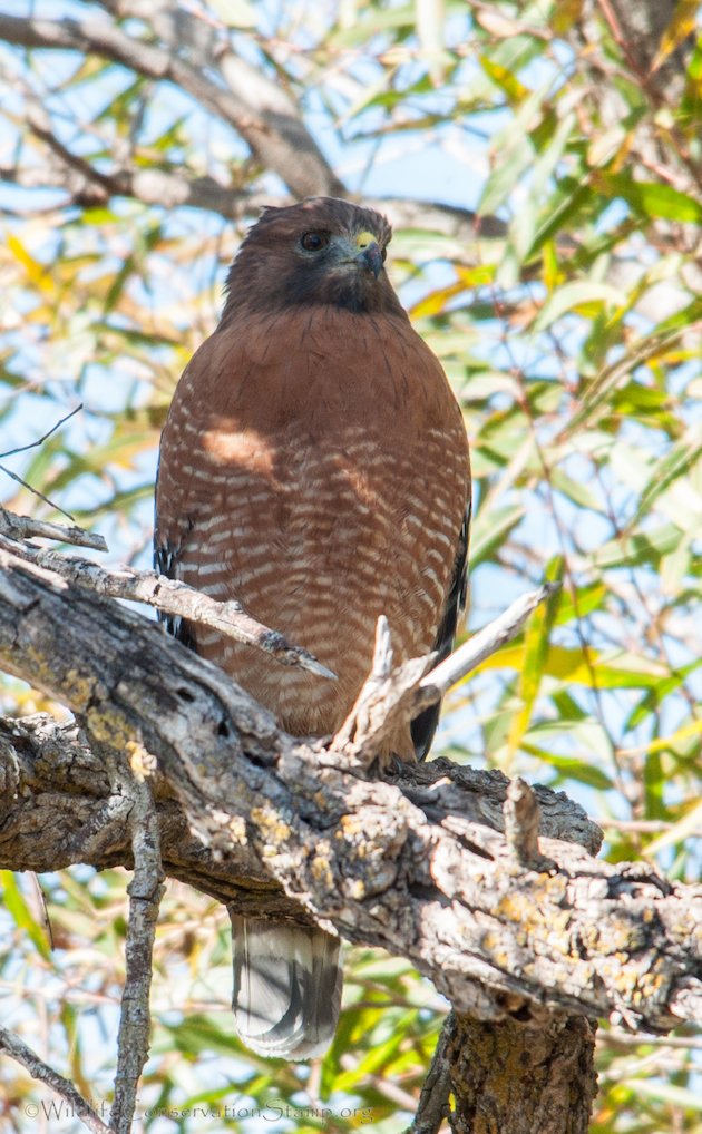 Red-shouldered Hawk Adult