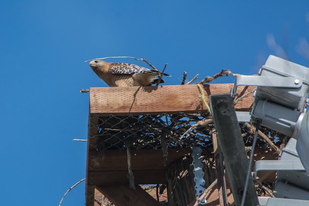 Osprey Nesting Platform Installation Birds