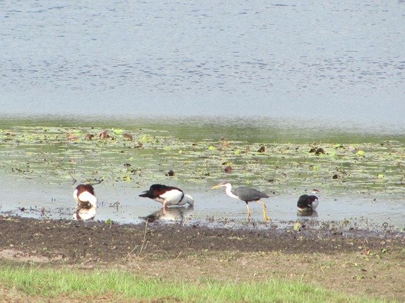 Radjah Shelduck & Pied Heron