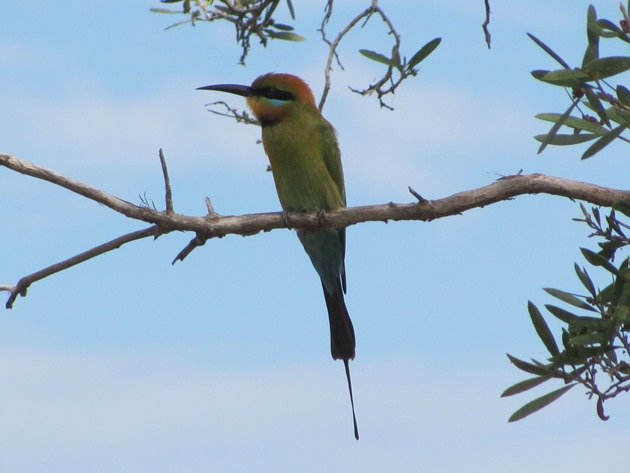 Rainbow Bee-eater