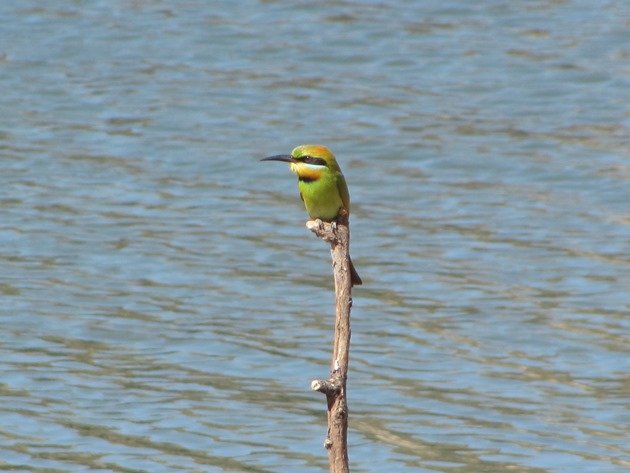 Rainbow Bee-eater