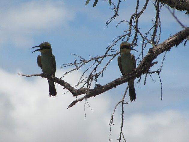 Rainbow Bee-eaters