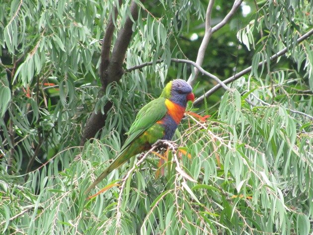 Rainbow Lorikeet