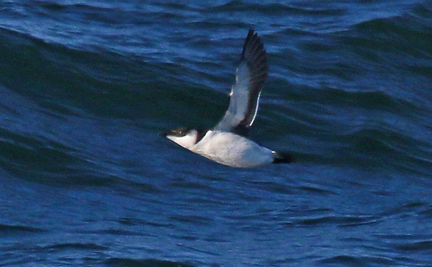 Razorbill 2