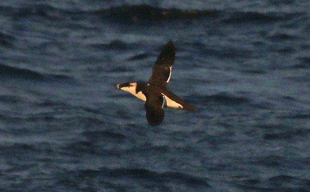 Razorbill