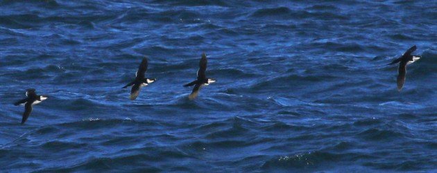 Razorbills