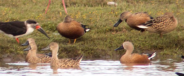 Red-Shoveler Male-and-Female