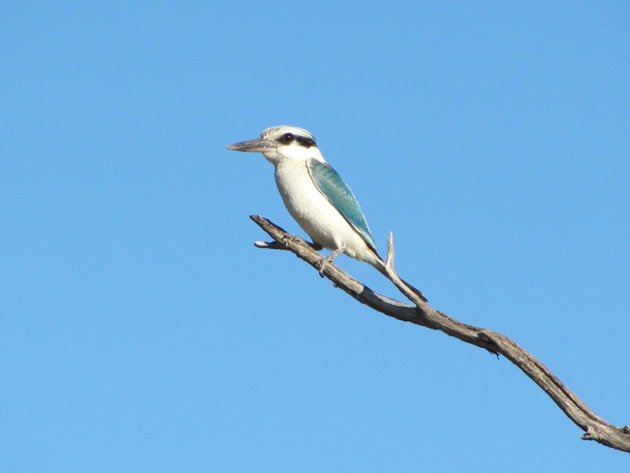 Red-backed Kingfisher (2)