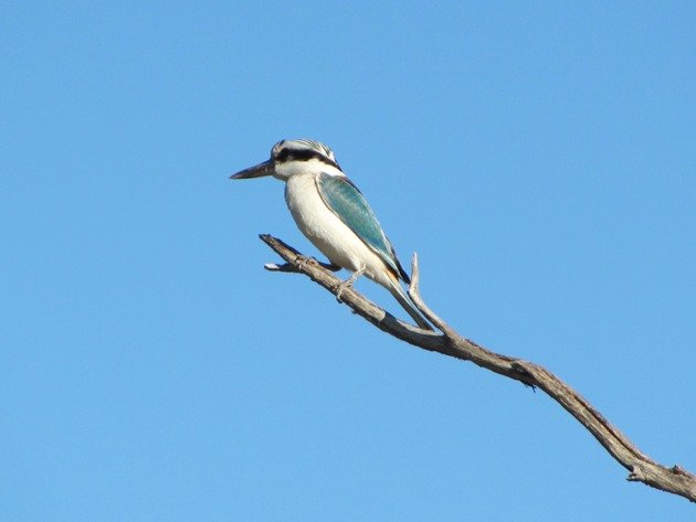 Red-backed Kingfisher (3)