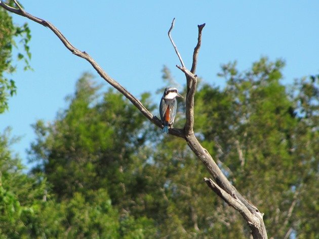 Red-backed Kingfisher (6)
