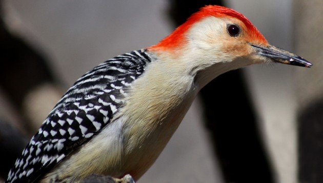 Red-bellied-Woodpecker
