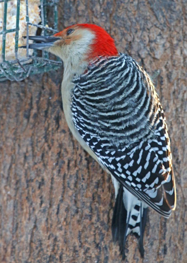 Red-bellied Woodpecker