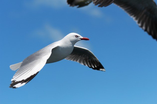 Red-billed Gull