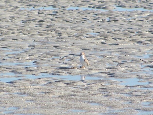 Red-capped Plover & chicks (2)