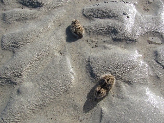 Red-capped Plover chicks (2)