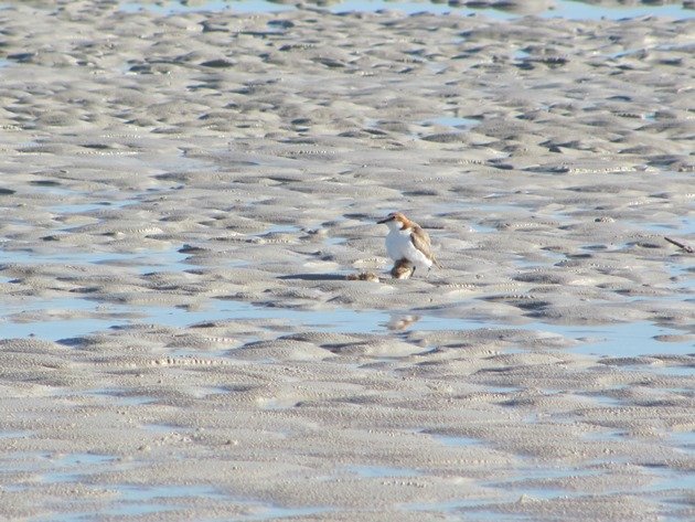 Red-capped Plover & chicks (3)