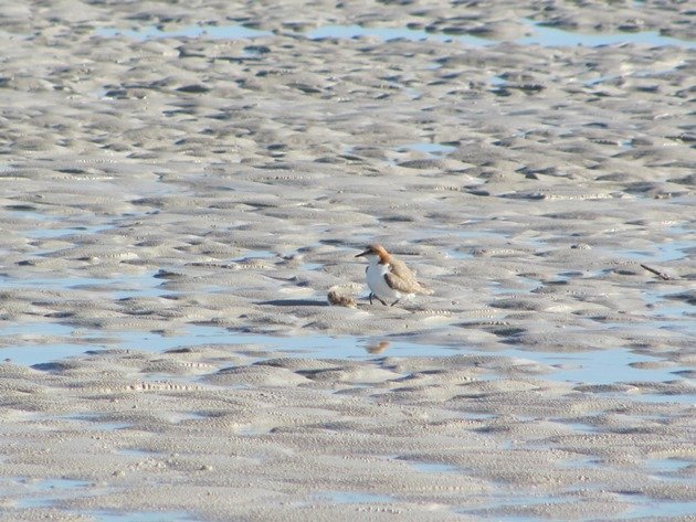 Red-capped Plover & chicks (4)