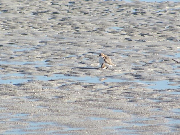 Red-capped Plover & chicks (5)