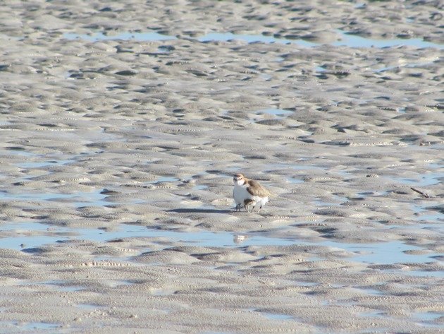 Red-capped Plover & chicks (6)
