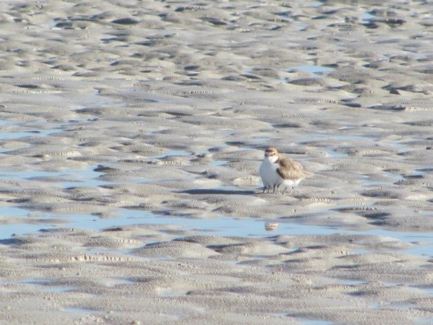 Red-capped Plover & chicks (7)