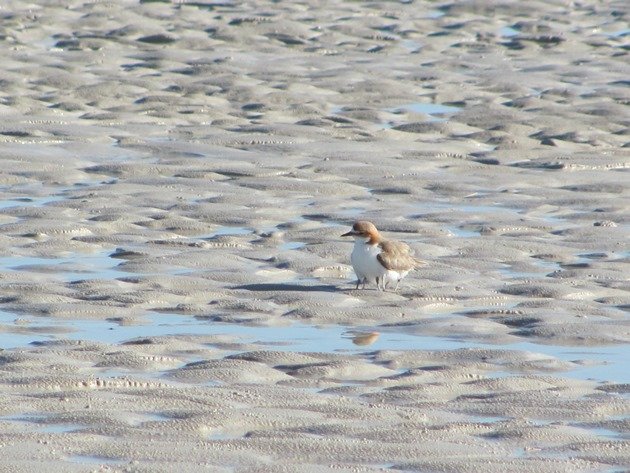 Red-capped Plover & chicks (8)