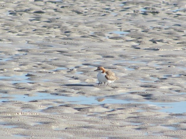 Red-capped Plover & chicks (9)