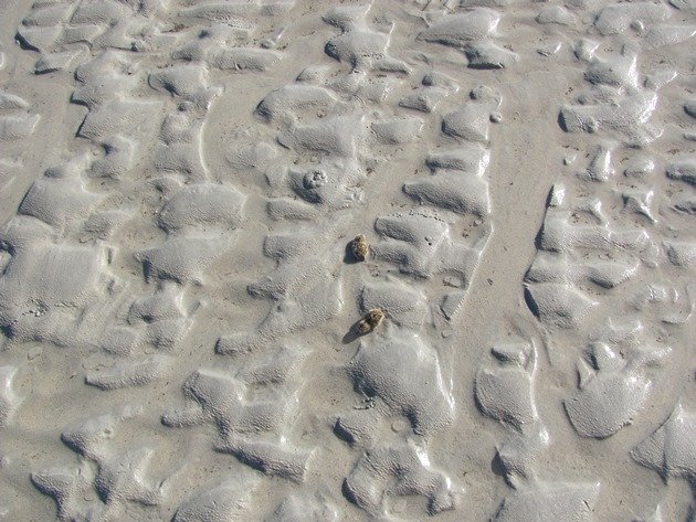 Red-capped Plover chicks