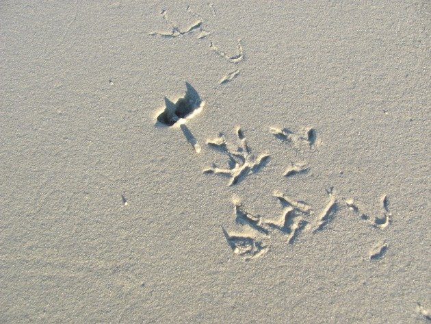Red-capped Plover feeding prints