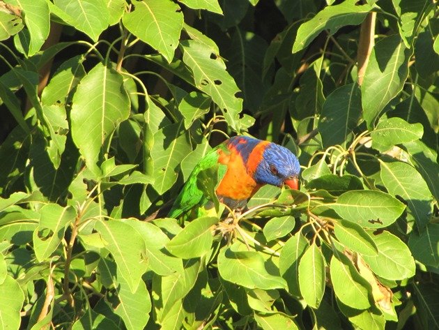 Red-collared Lorikeet (3)