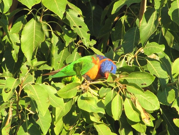 Red-collared Lorikeet (4)