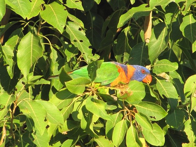 Red-collared Lorikeet (5)