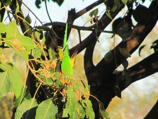 Red-collared Lorikeet (6)