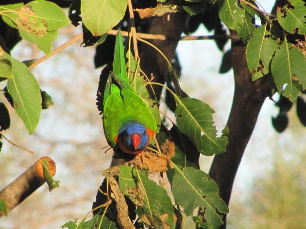 Red-collared Lorikeet (7)