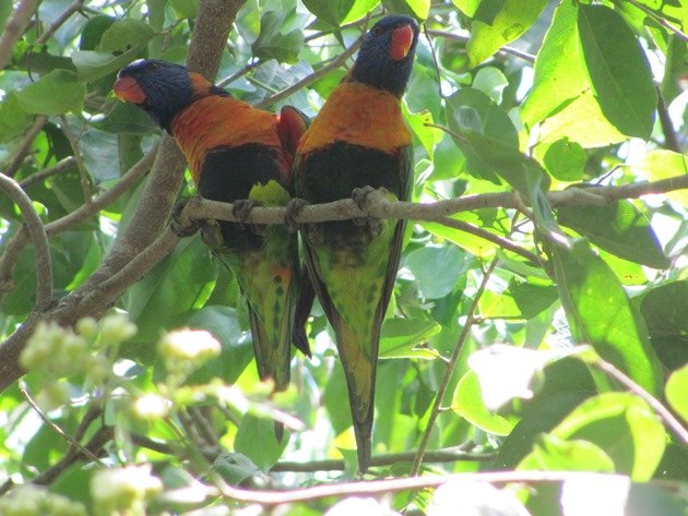 Red-collared Lorikeet