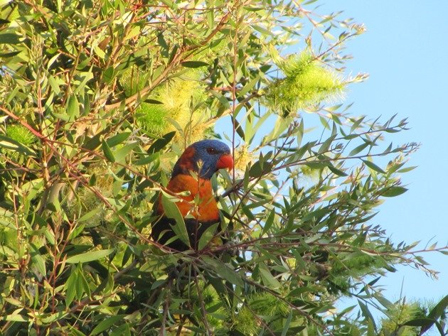 Red-collared Lorikeet