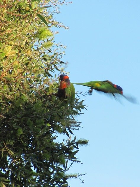 Red-collared Lorikeets