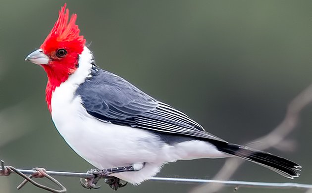 Red-crested Cardinal