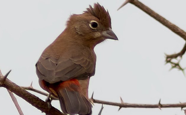 Red-crested Finch