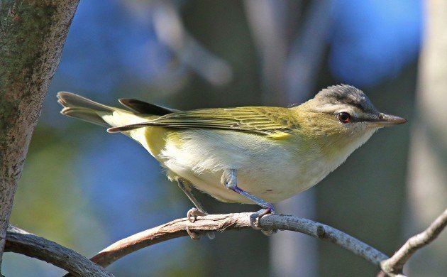 Red-eyed Vireo