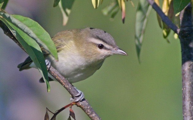 Red-eyed Vireo at the Great Vly