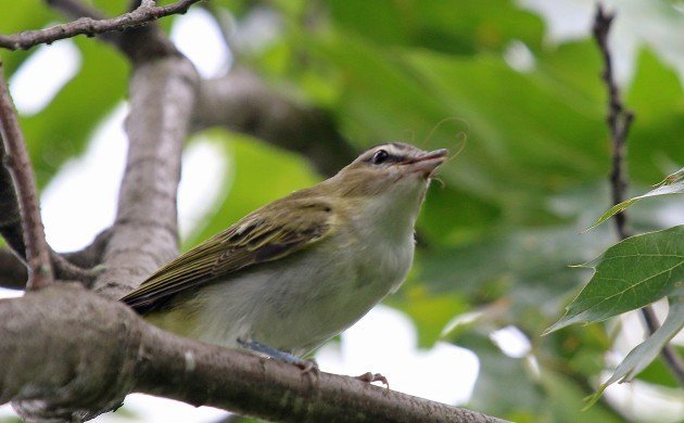 Red-eyed Vireo eating a bug