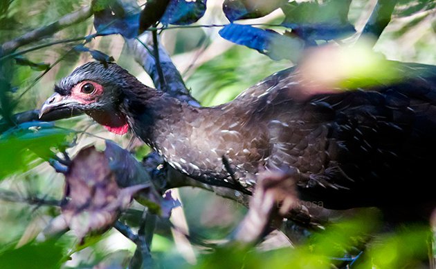 Red-faced  Guan