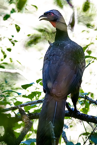 Red-faced Guan