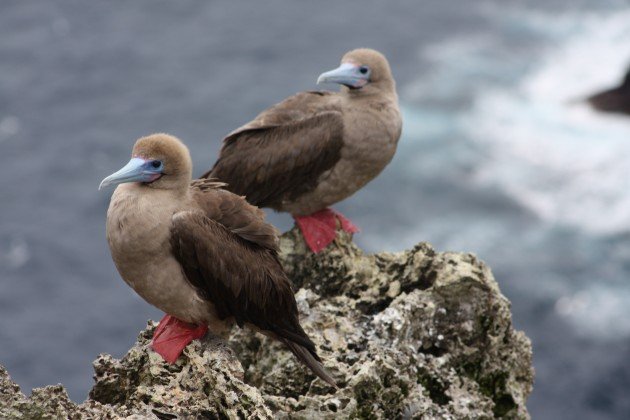 Red-footed Booby brown - Natalia Ocampo