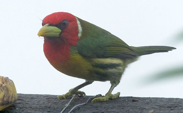 Red-headed Barbet