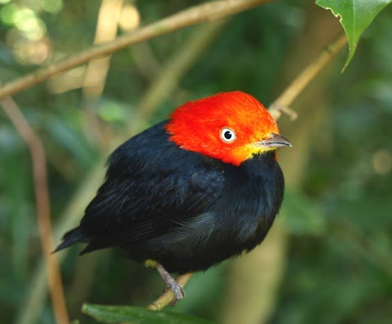 Red-headed Manakin