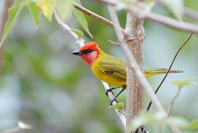 Red-headed TanagerB