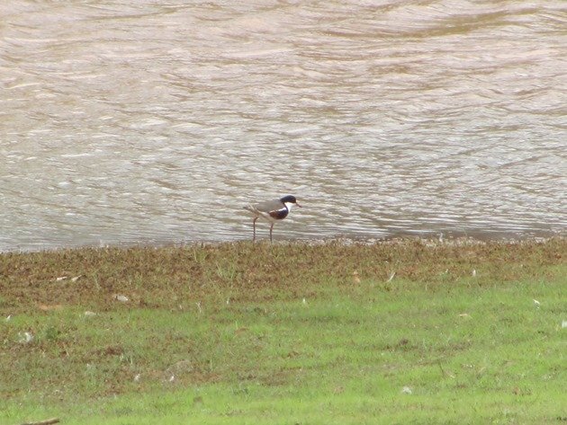 Red-kneed Dotterel