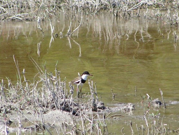 Red-kneed Dotterel